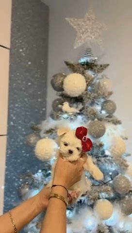 ??Beautiful Tiny Korean Maltese Girl ?? in Glasgow