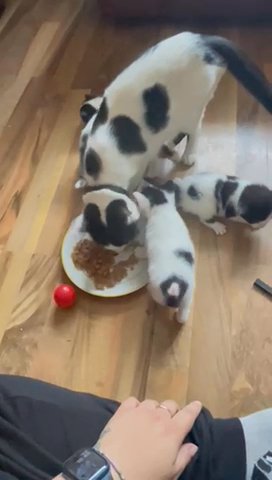 last 2 female kittens