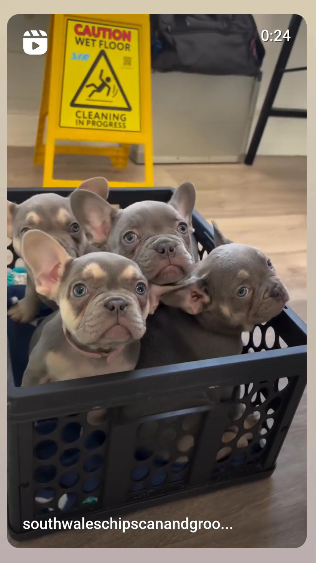 French bulldog pup in Bridgend