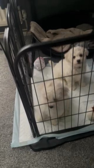 Kc Registered Bichon Frise in Leicester