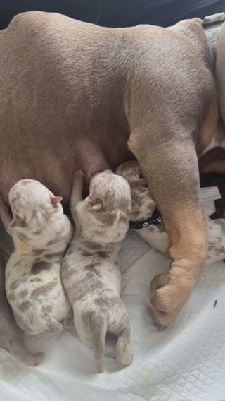 Pocket Bullys in Rossendale