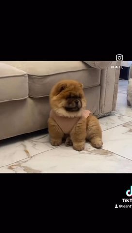 Chow Chow Puppy in Blaenau Gwent