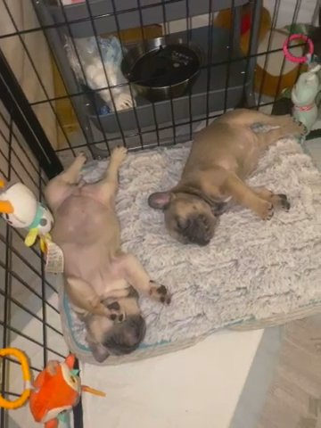 Gorgeous Little Frenchie Puppies