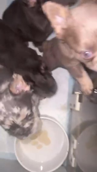 Fluffy French Bulldogs, Merle, New Shades, Split Face in Manchester