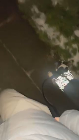 Dog in Liverpool