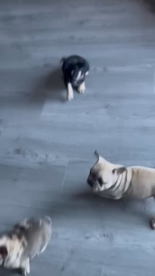 Black And Tan Male French Bulldog in London