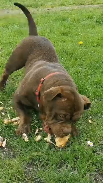 Miss Brownie