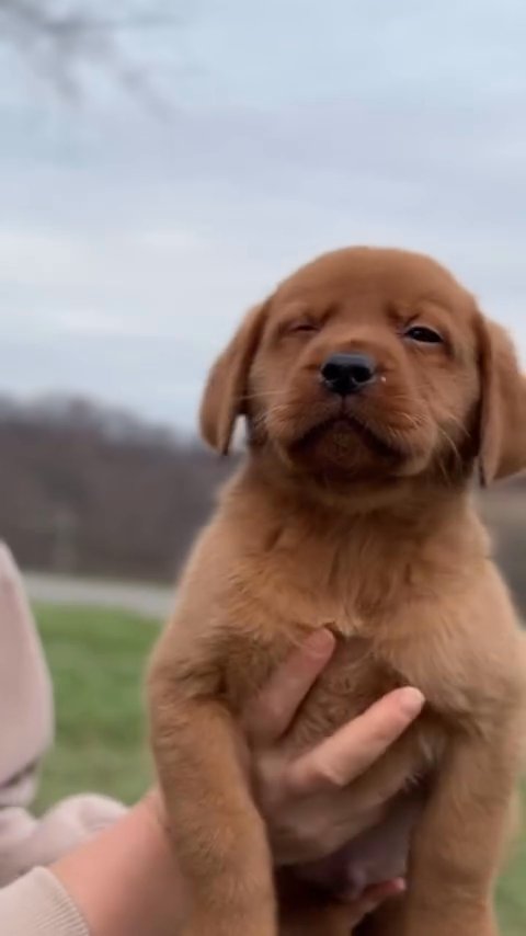 Labrador Retriever Puppies in Birmingham