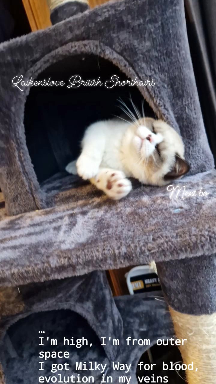 British shorthair seal bi colourpoint
