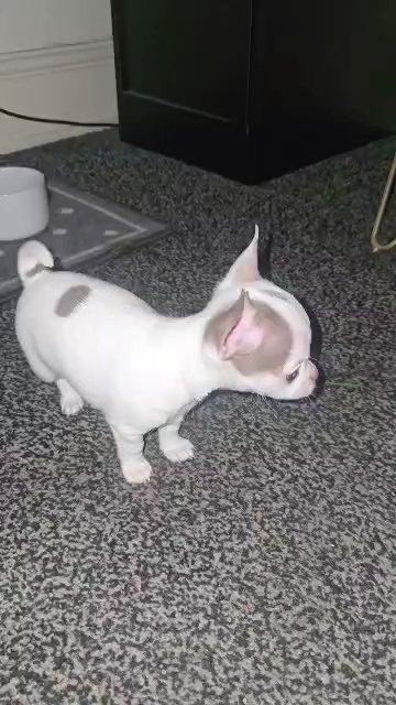 5 pure chihuahuas in Blackburn