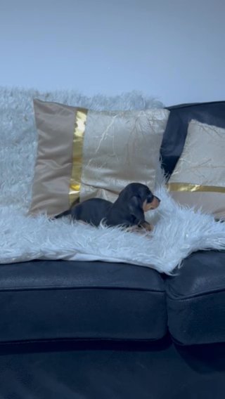 Miniture Daschund in Cardiff