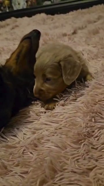 long haired isabelle mini dachshund in Doncaster
