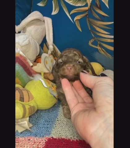 Imperial Shihpoo Puppies in Blackpool