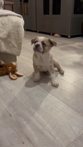 Fawn Panda Husky, Full Fluffy French Bulldog- Male in Poole