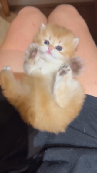GCCF Registered British Longhair Chocolate Golden By12 Male Kitten in London