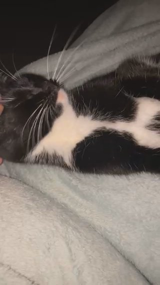 Rehoming 2 Cats in Daventry