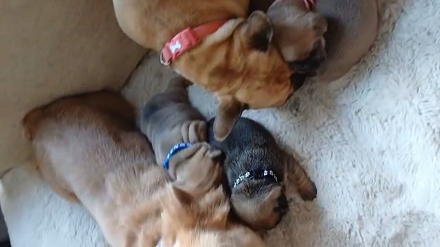 French buldog litter in Nottingham