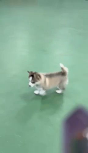 Pomsky in Conwy