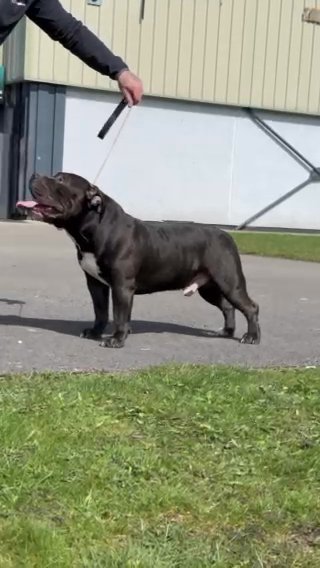 Stud Of Hmdbullys Big Steve