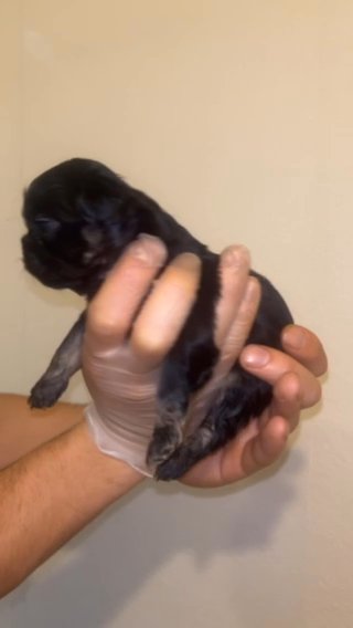 Full Fluffy Black And Tan French Bulldog in Birmingham