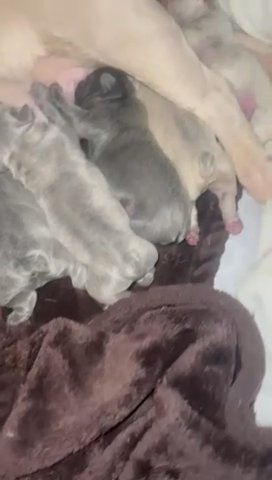 French Bulldog Puppies in London