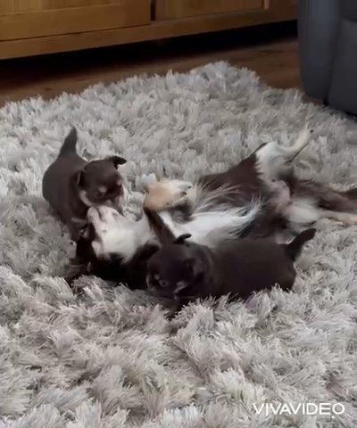 Stunning Chocolate Tri Puppy in Wakefield