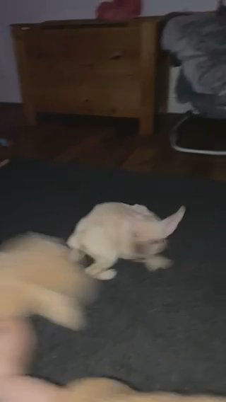 French Bulldog male 10 Weeks in Central Bedfordshire