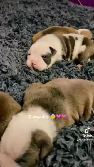 old tyme English bulldog pups