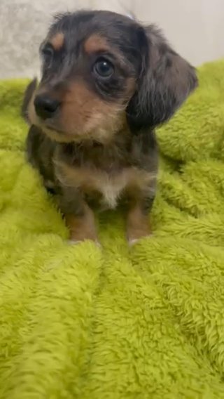 Mauxie Mix Colours Pup in Neath Port Talbot