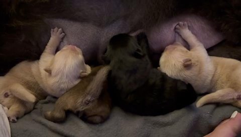 Chow Chow Puppies For Sale in Central Bedfordshire