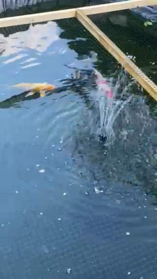 Great New Home For Fish Not Wanted Any More