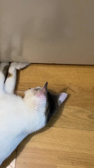 Female Cat For Adoption in London