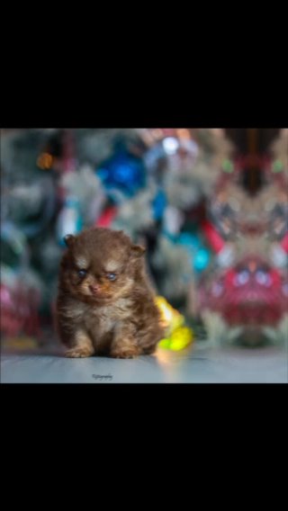 Pomeranian in London