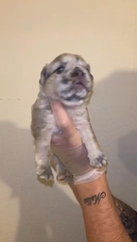 Full Fluffy Merle Dna Pending Pink, Testable in Birmingham