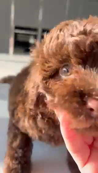 Last Female/ Last Male Stunning F1b Chocolate Cockapoo Puppies in Liverpool