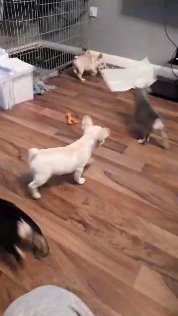 french bulldog puppies in Rotherham