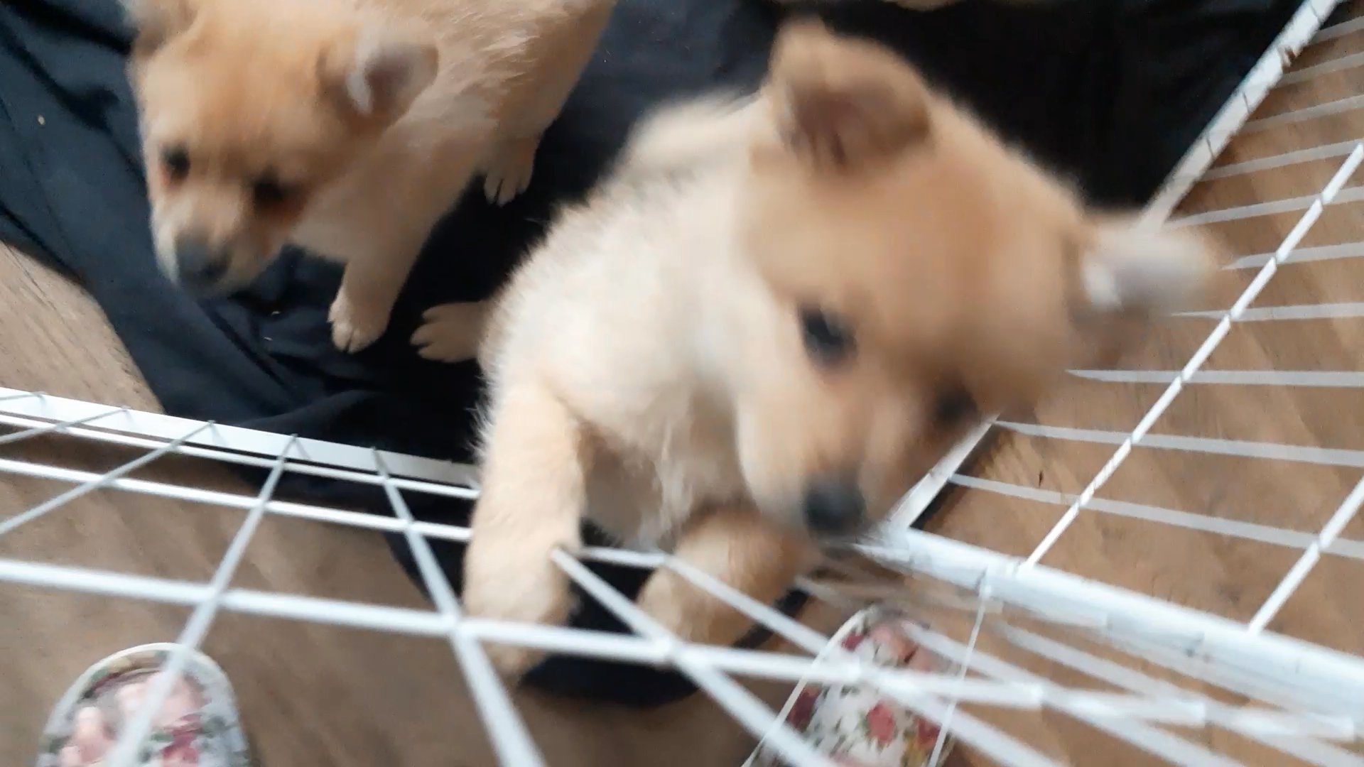Stunning mixed breed pups to good homes! in London