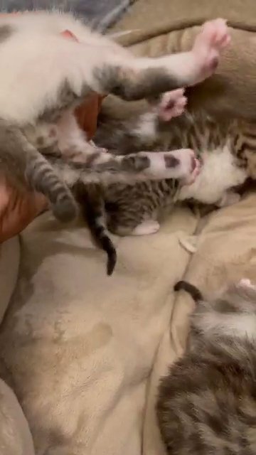 Mix Snow Bengal Kittens for Sale