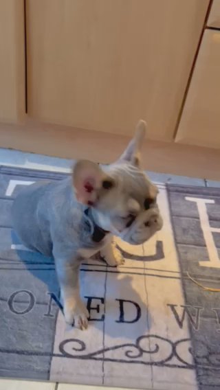Reduced Fluffy French Bulldogs in Vale of Glamorgan