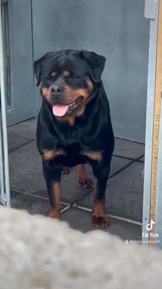 Planned Breeding This Month Rottweilers in Cardiff