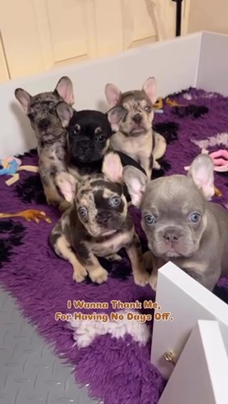 Top Quality French Bulldogs in London