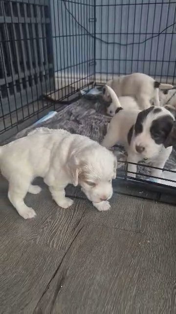 springer spaniel puppies in Nottingham
