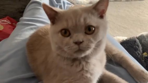 Fawn British Short Hair Female in Doncaster
