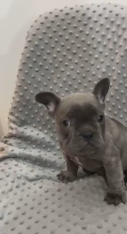 French Bulldog in Bromsgrove Worcestershire