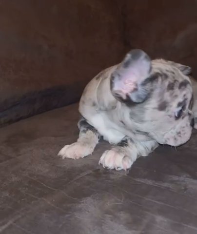 French Bulldog in Bromsgrove Worcestershire