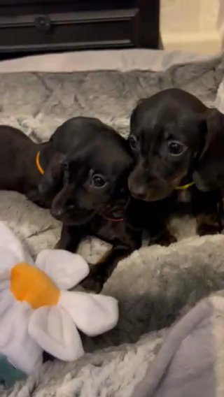 Miniature Dachshund in Manchester