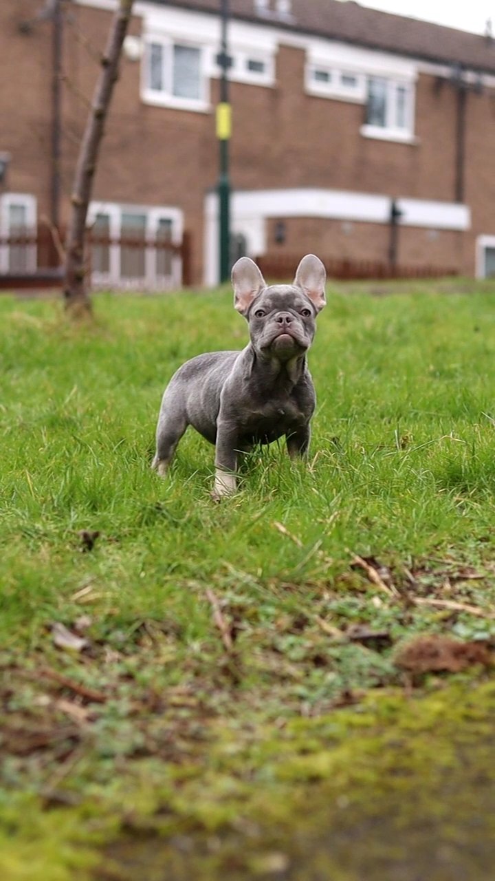 frenchbulldog in Birmingham
