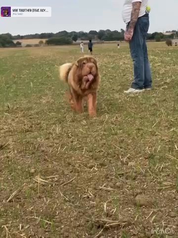 DON KING ? Chocolate & Tan Sharpei Stud