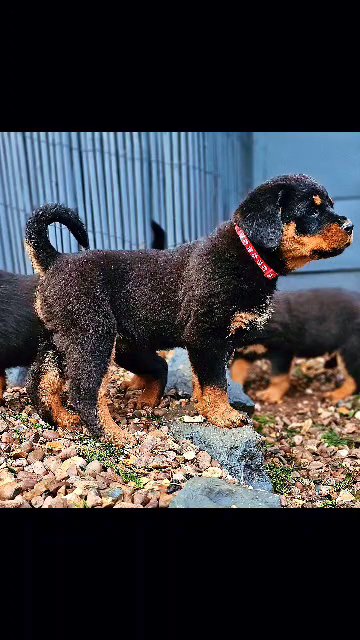 Rottwieler Puppies (Ready To Leave) in Birmingham
