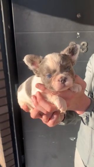 Fluffy French Bulldogs Kc Reg in Glasgow